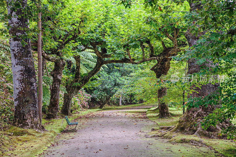 葡萄牙Sao Miguel岛Furnas的Terra Nostra植物园